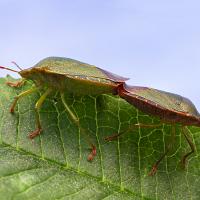 Green Shieldbugs mating 